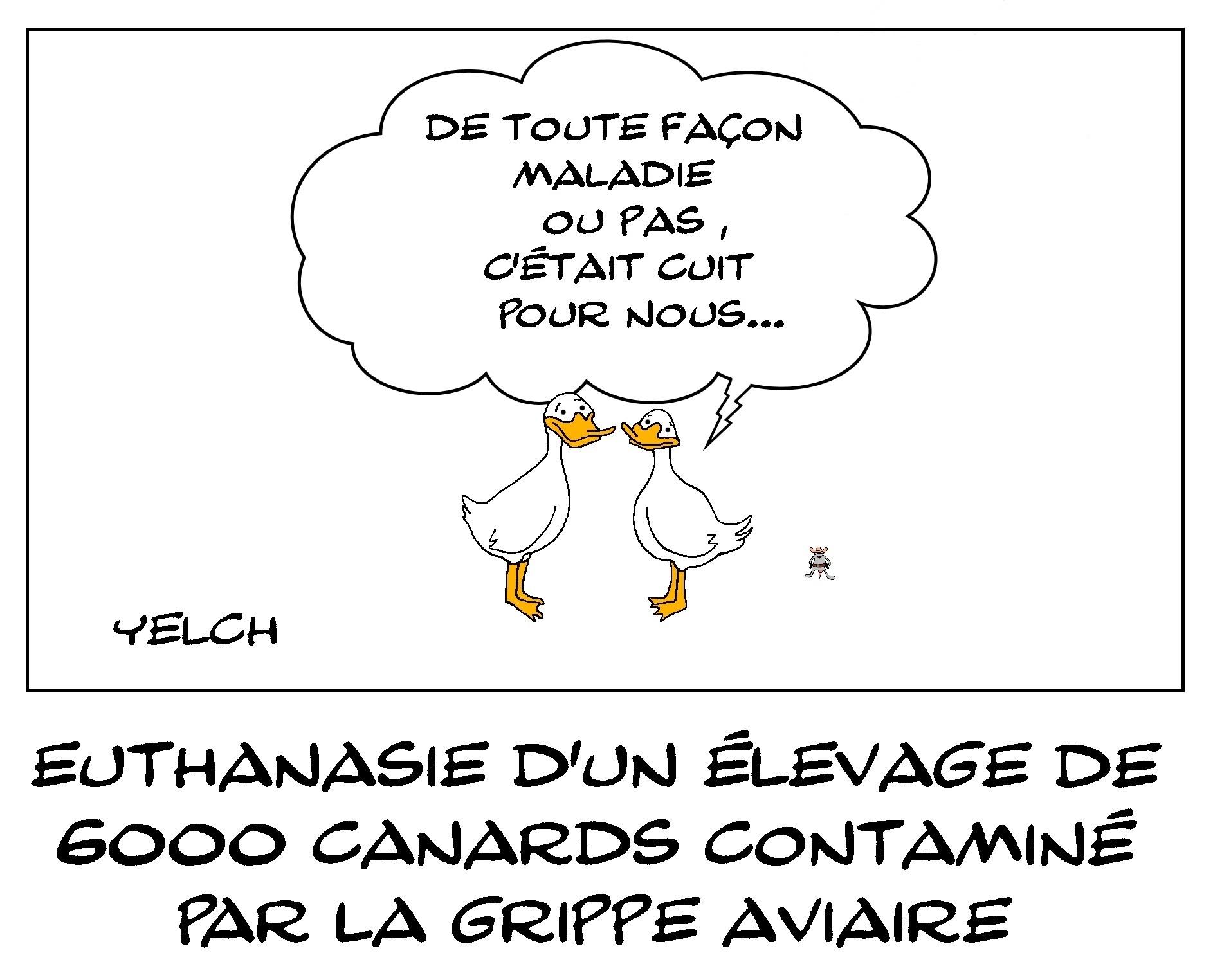 Canards de toute façon foutus