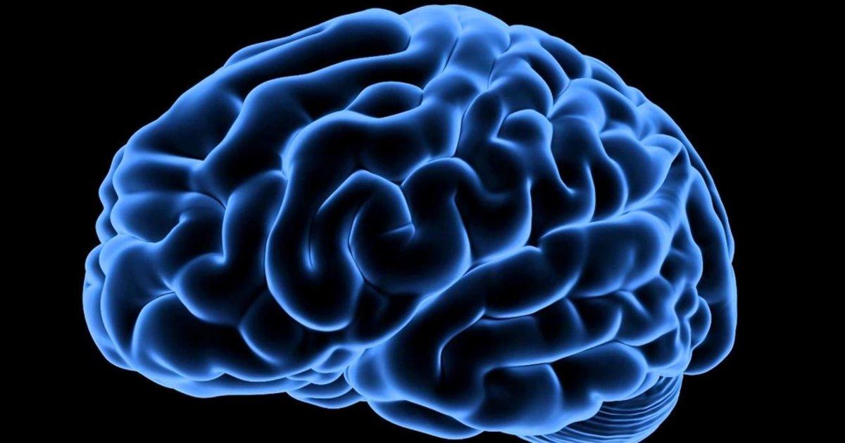 Mon cerveau, c'est mon second organe préféré !