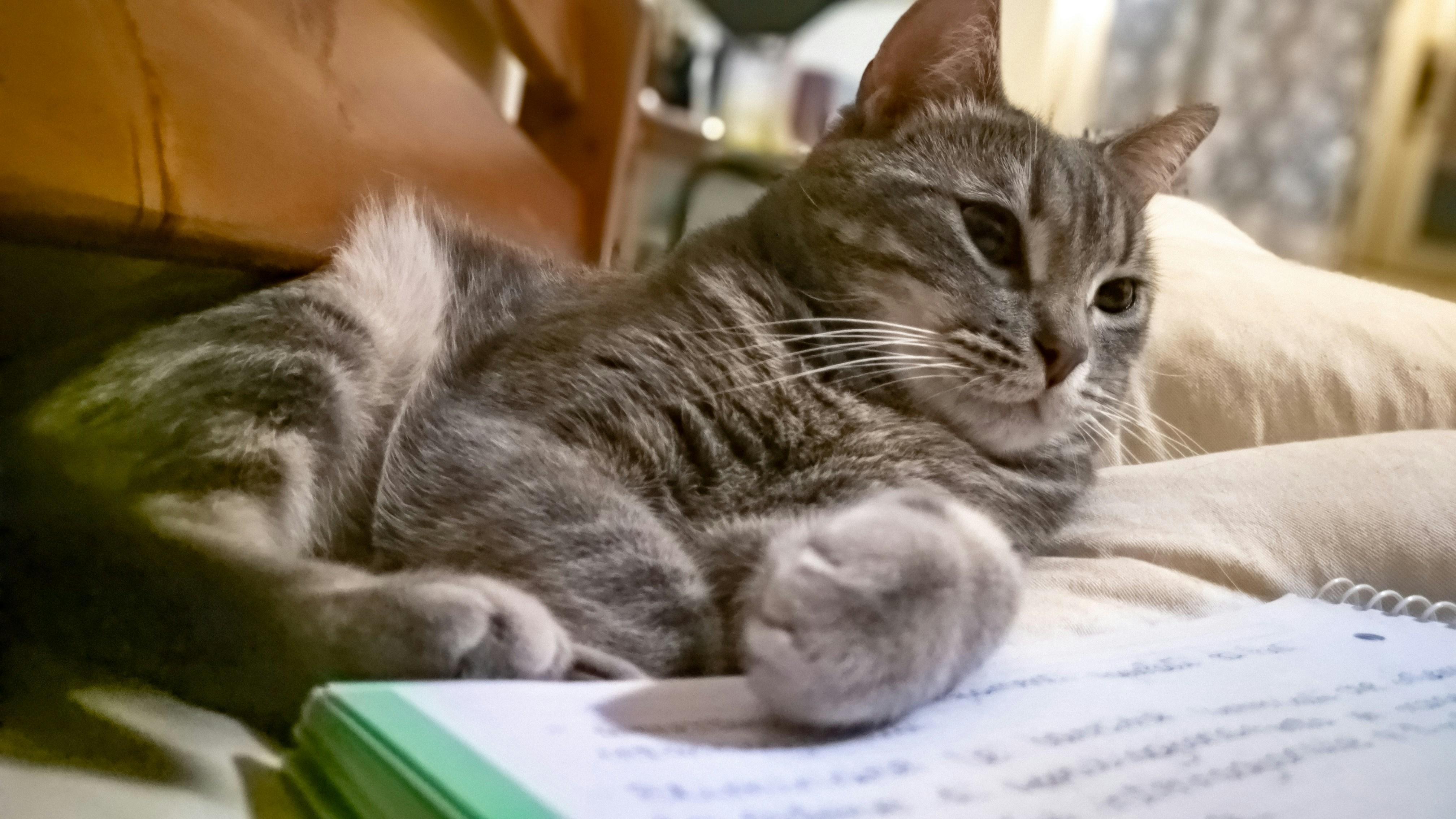 Le P'tit Atelier d'Écriture