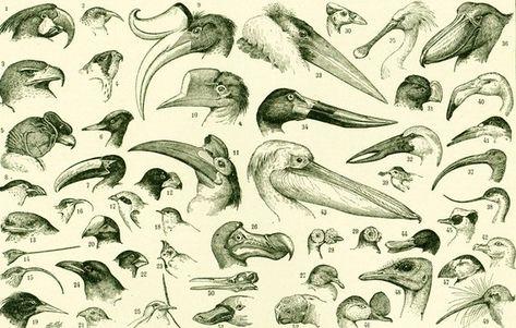 Le jour où les oiseaux se sont tus