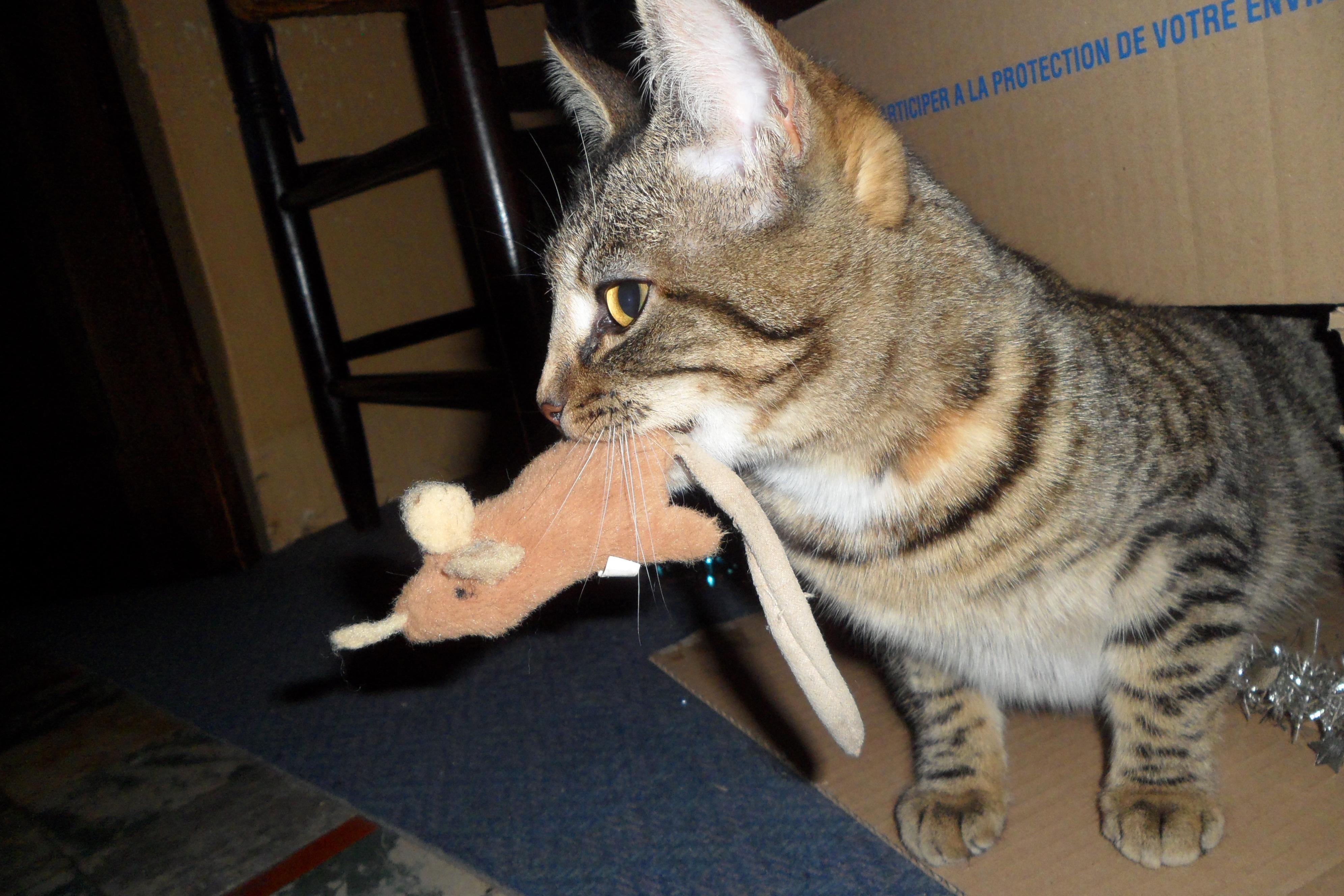 Une vie de chat