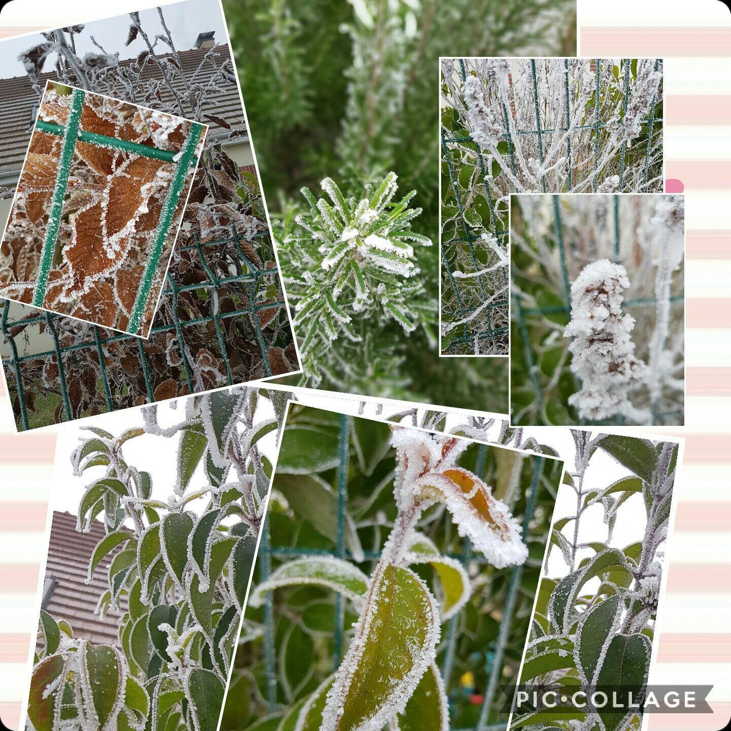 PLANTI
PLANTA et patata