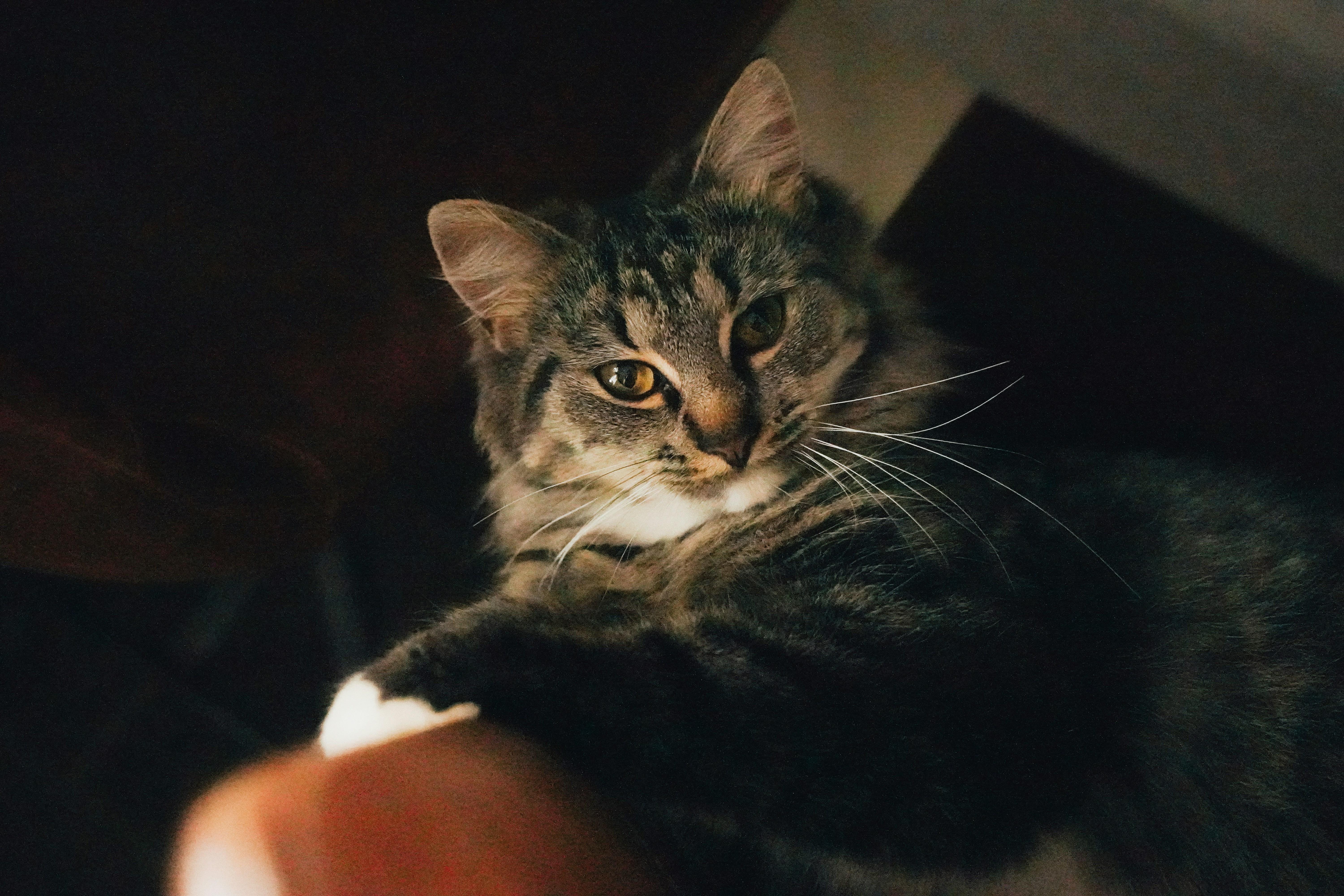 C'est Lundi, Faites Pas Chier !