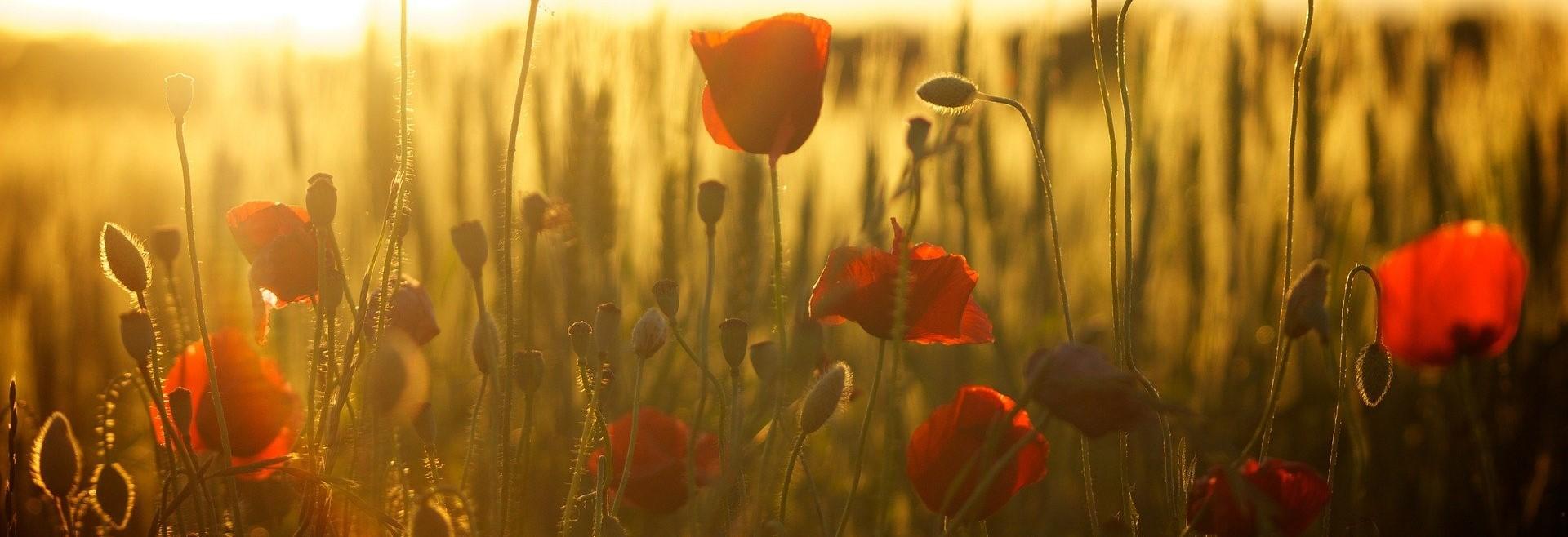Poèmes que l'on sème
