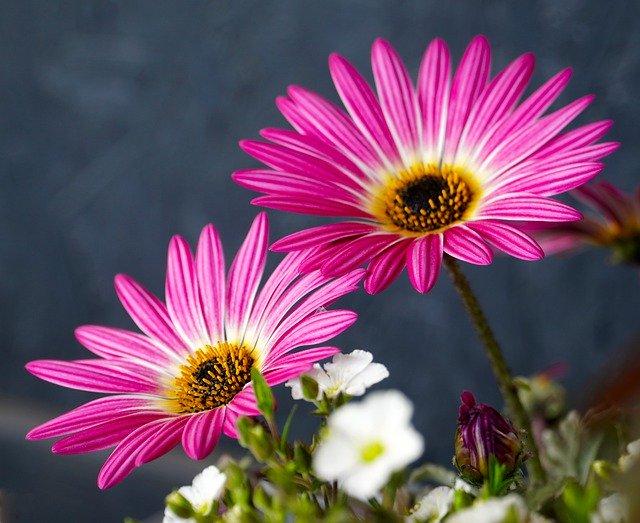 Le bien être et la naturopathie