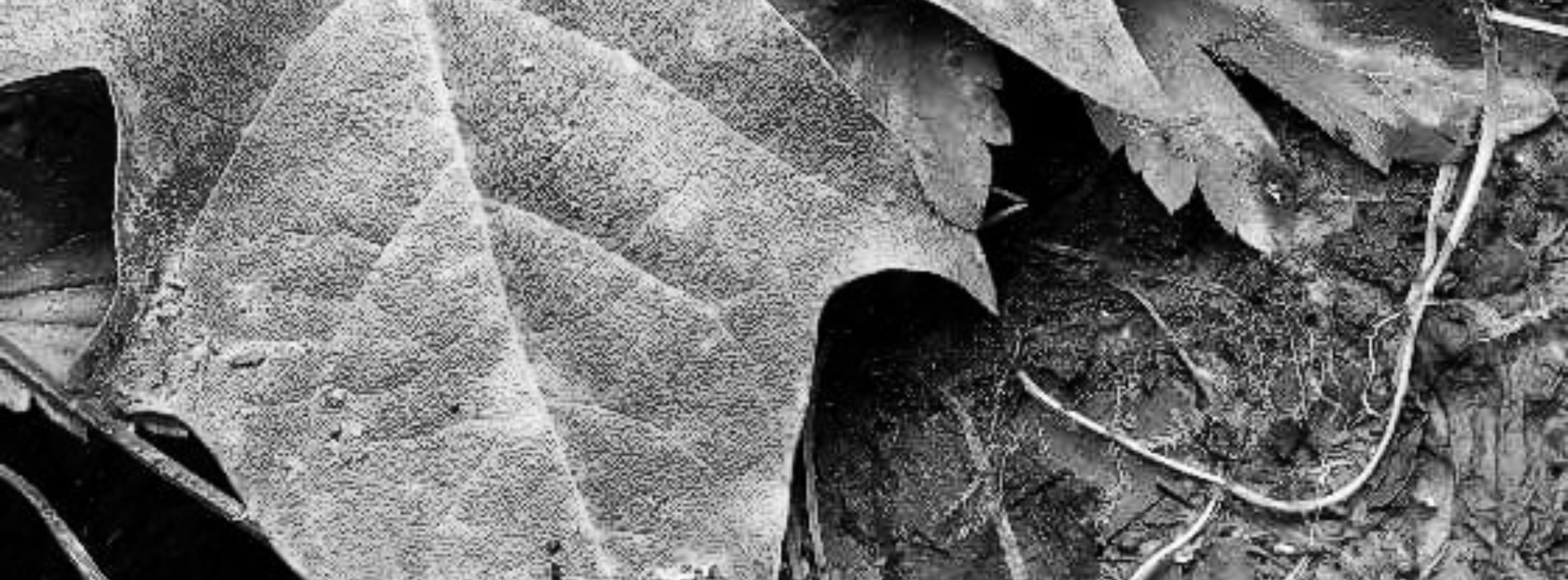 Poétisation à contre-courant