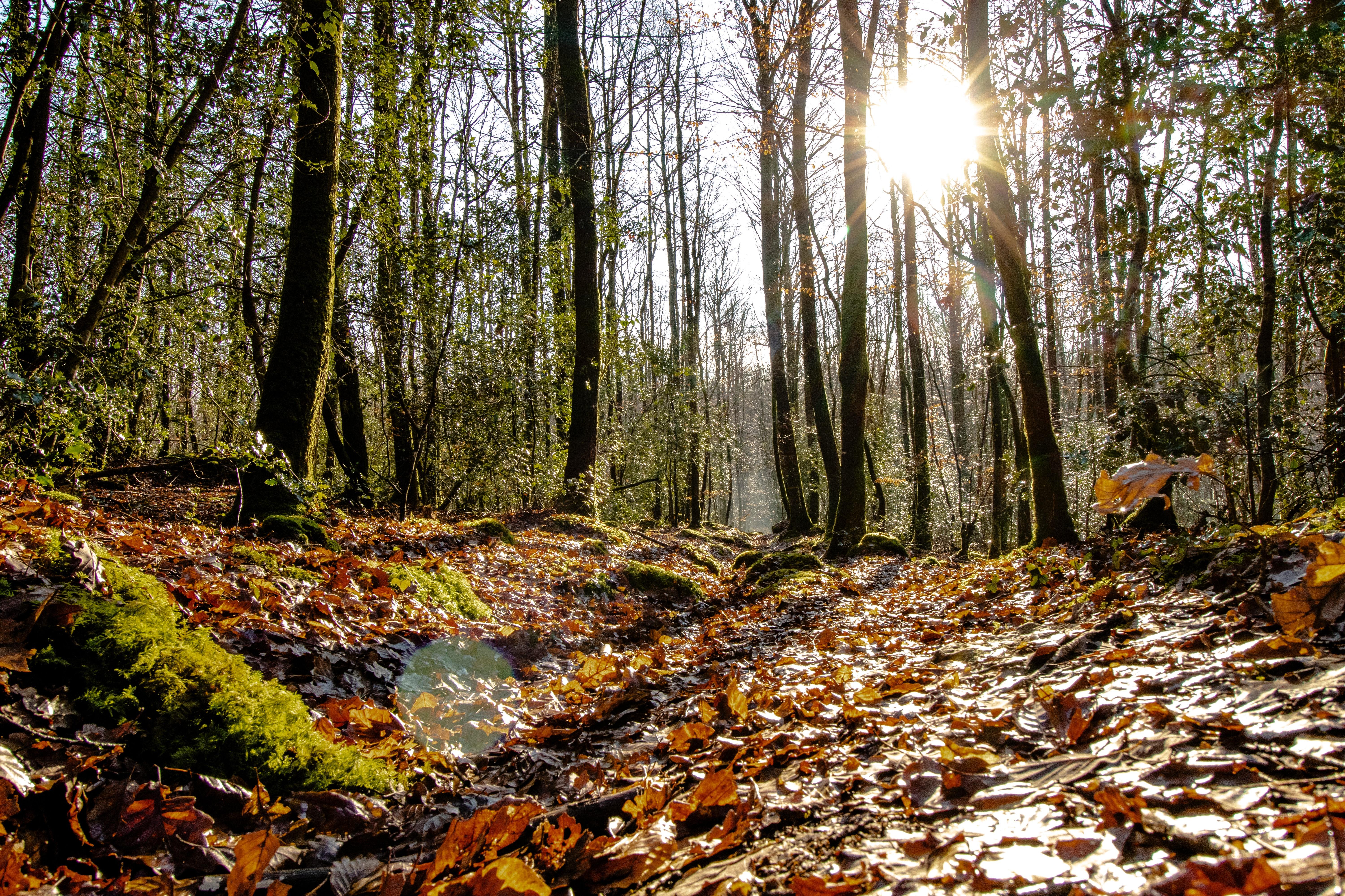 La simple histoire d'une fourmi, d'une sorcière, d'une affranchie, d'une archère, de crabes jaunes et d'une cheffe de guerre.