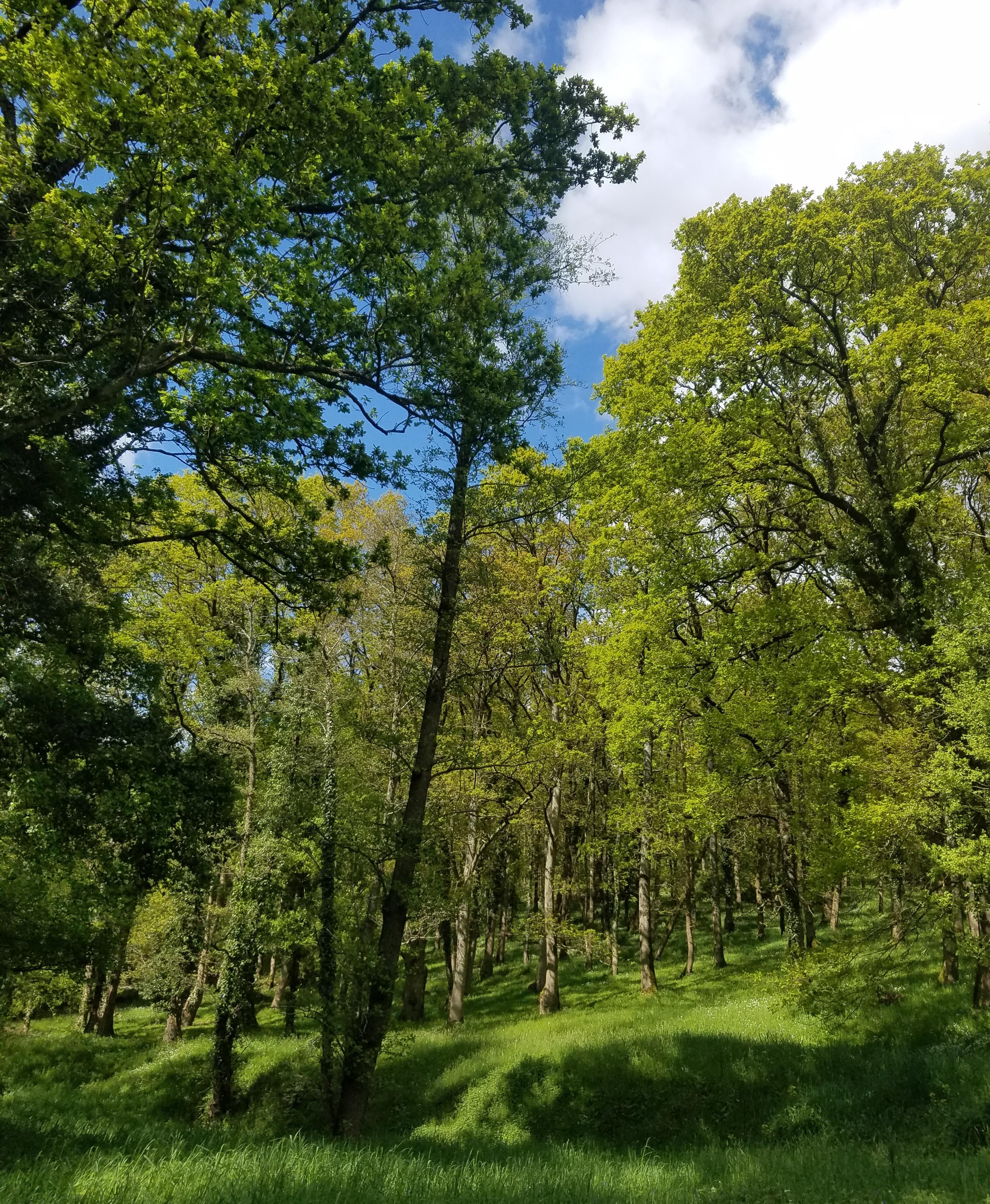 Nature poétique
