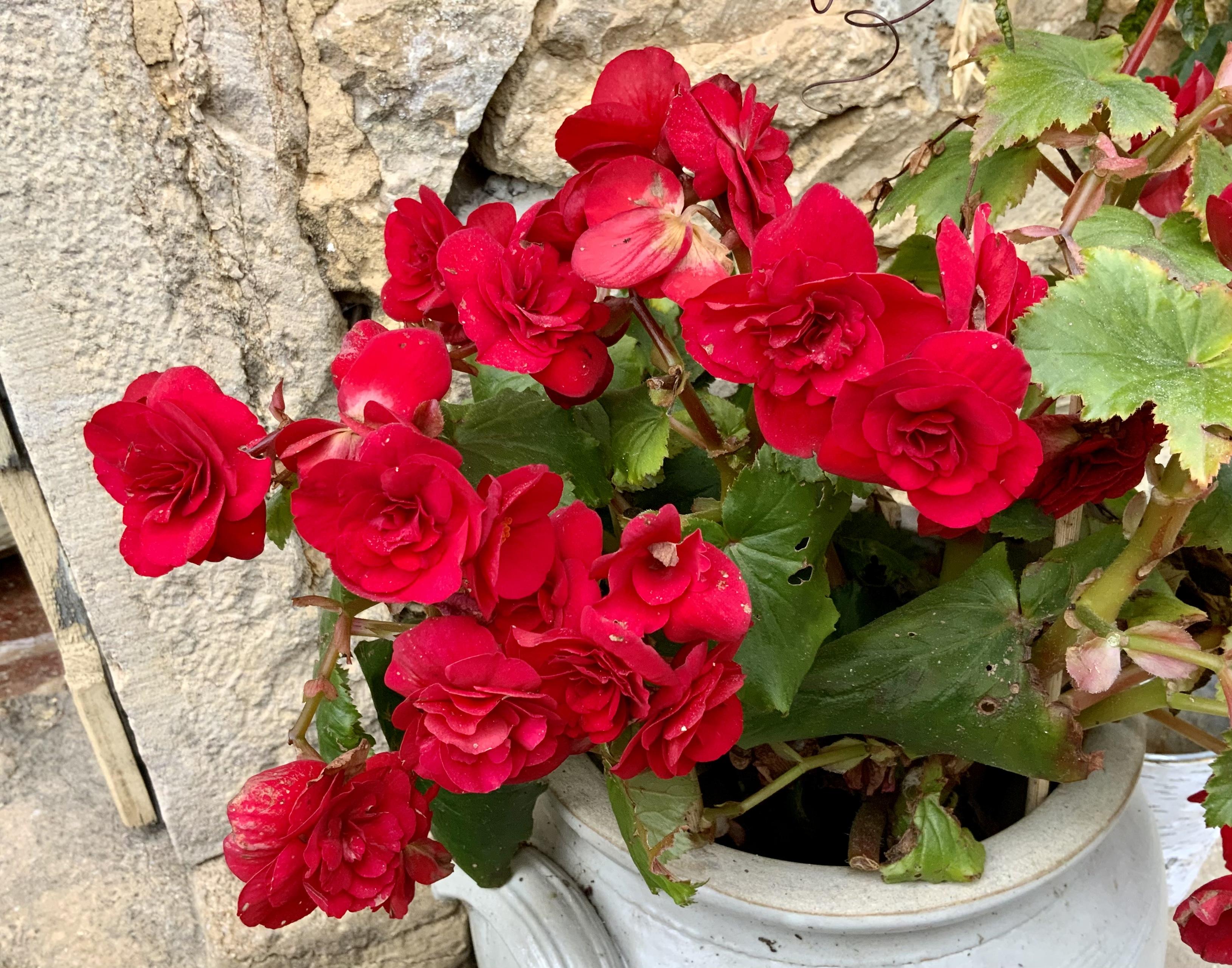 Les bouquets des Dimanches