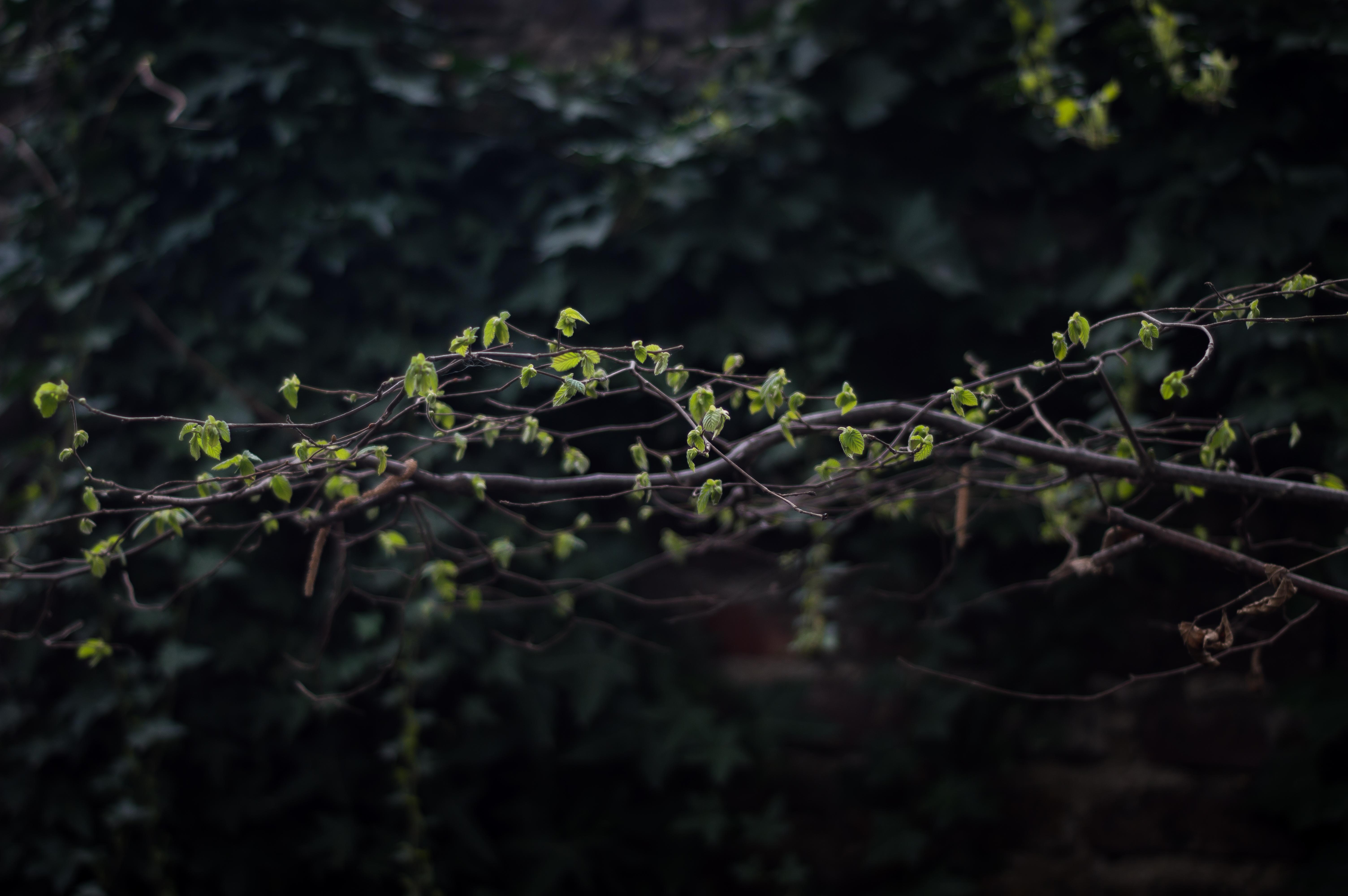 Réflexions écologiques