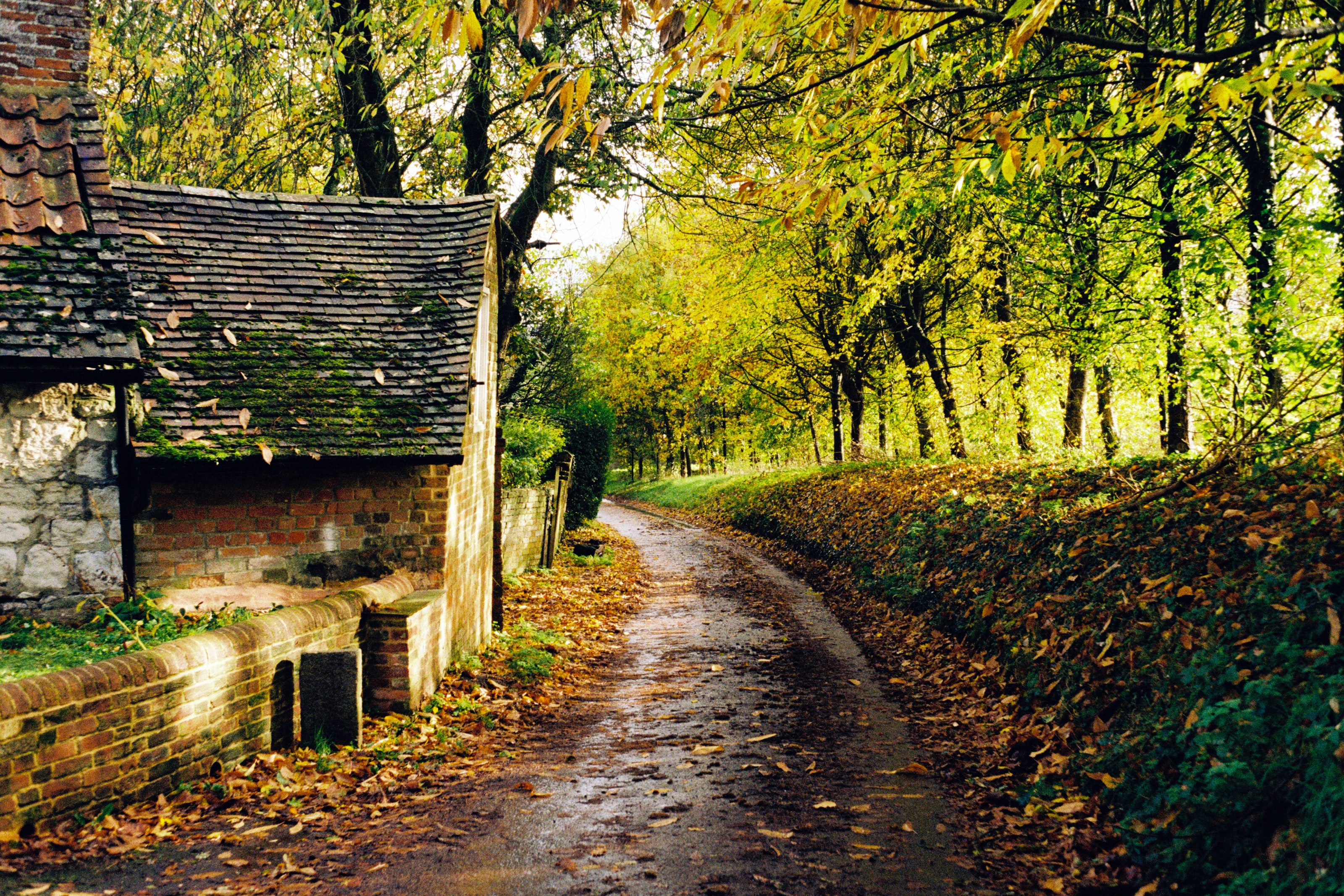 Autumn leaves turn brown and fall from the trees