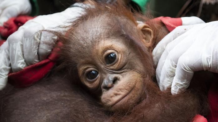 Baby orang-outan being rescued