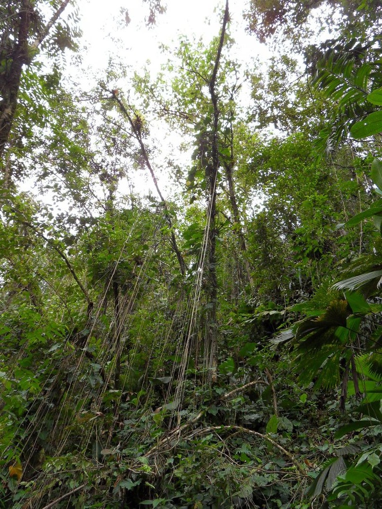 La Ciudad Perdida ( la Cité Perdue)