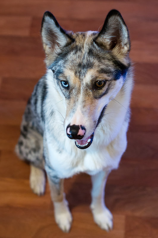 Chien husky croisé berger australien