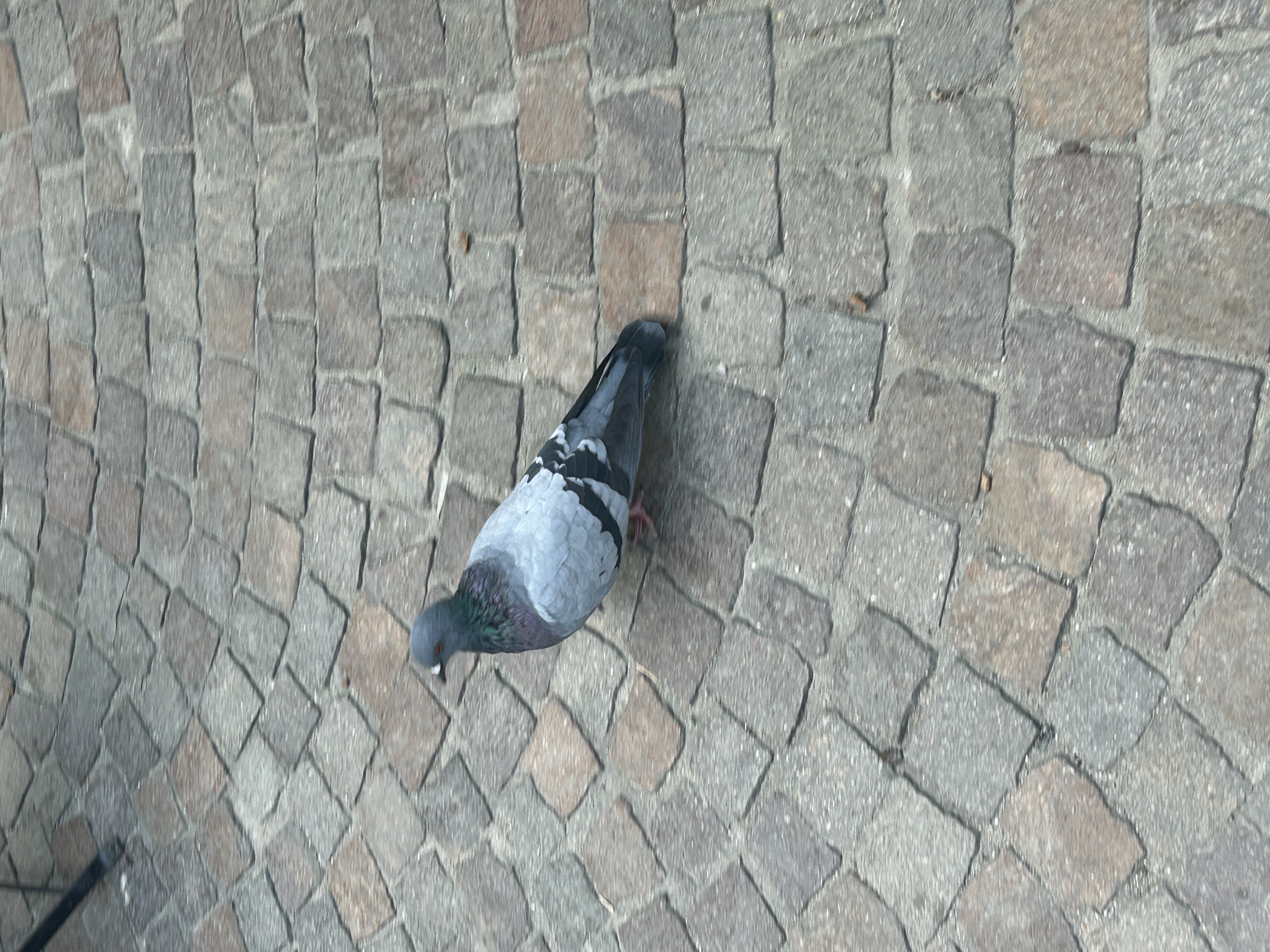 Pigeon 