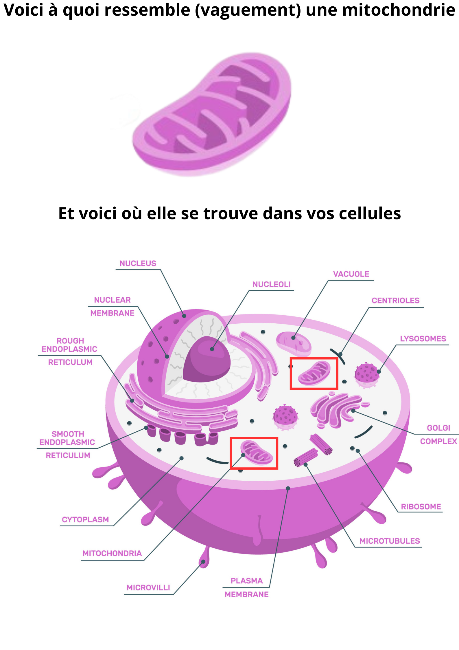 Voici l'anatomie d'une cellule