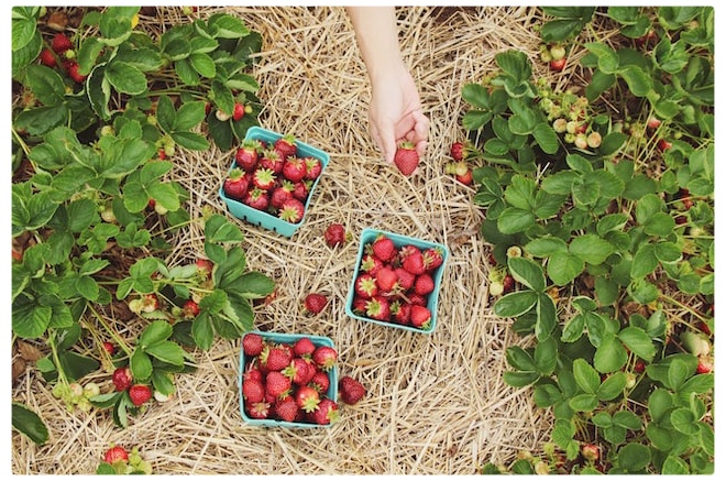 Plants de fraises (Farsai Chaikulngamdee)