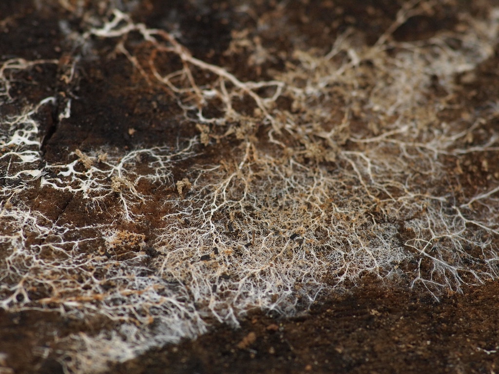 Mycelium Micorhyze