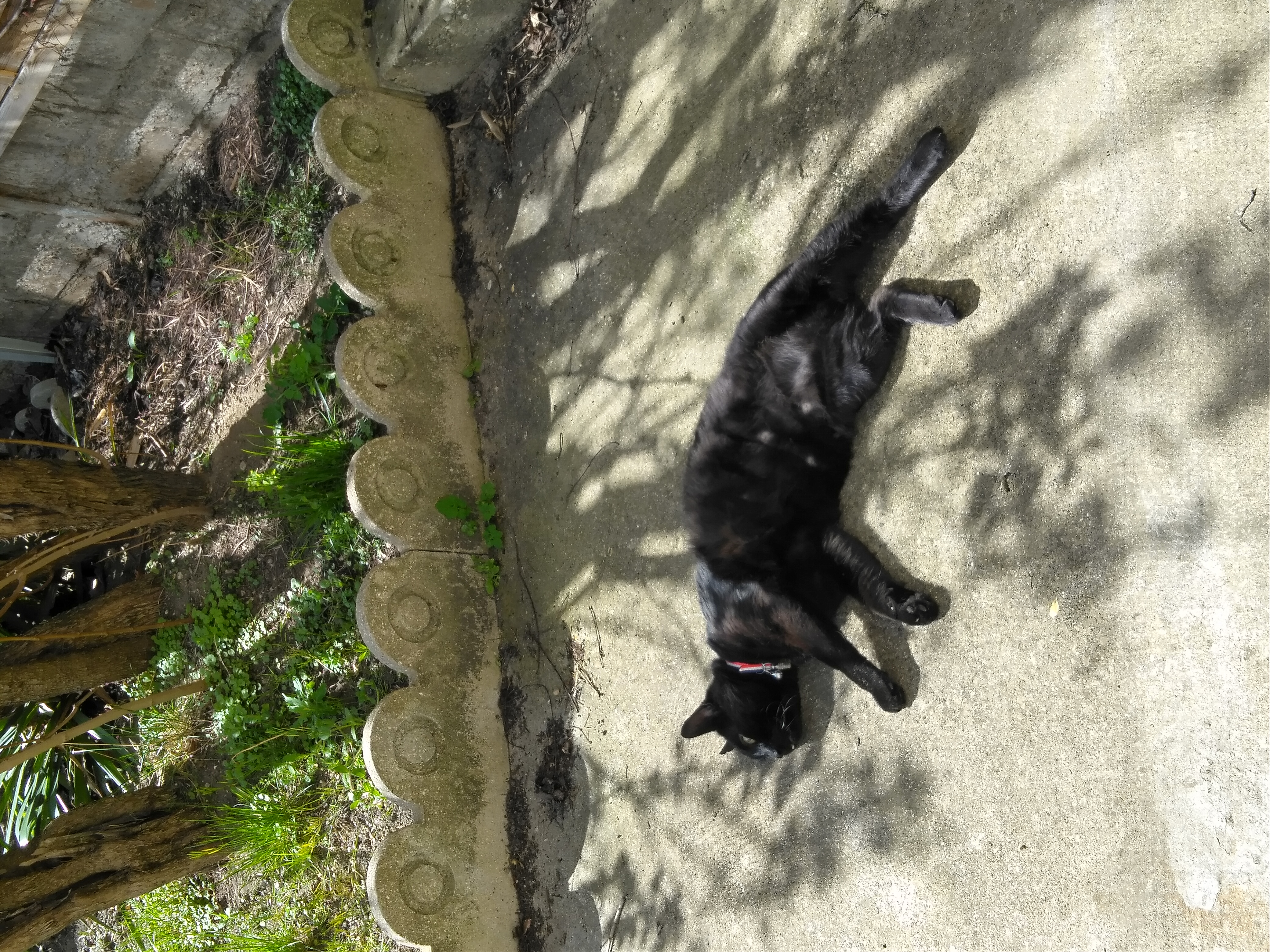 Lucien Tox chat couché au soleil