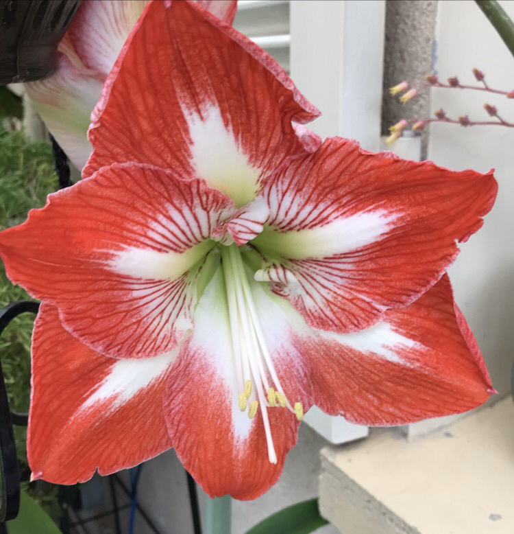 naissance d'une fleur